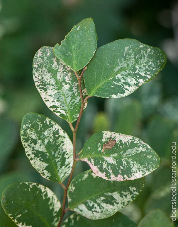 ice cream plant